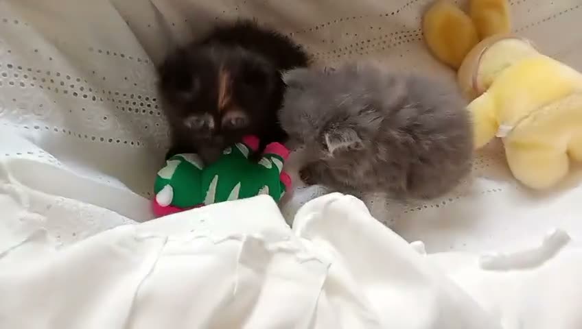 Exótico de Pelo Largo gatos en venta: Gatitos persa himalayo  - Video 2