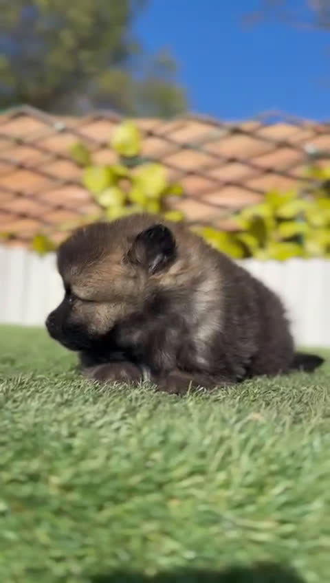 Pomerania perros en venta: POMERANIA - Video 1