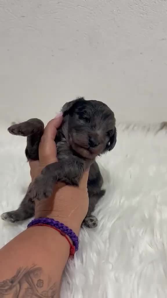 Maltipoo perros en venta: MALTIPOO MINI TOY - Video 1