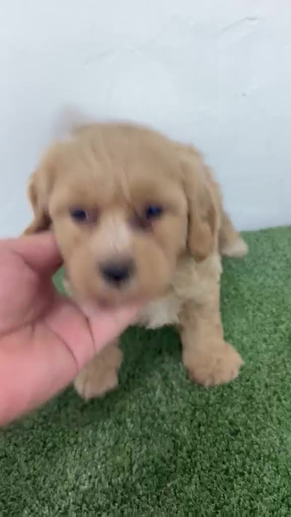 Maltipoo perros en venta: Hembra de maltipoo  - Video 1