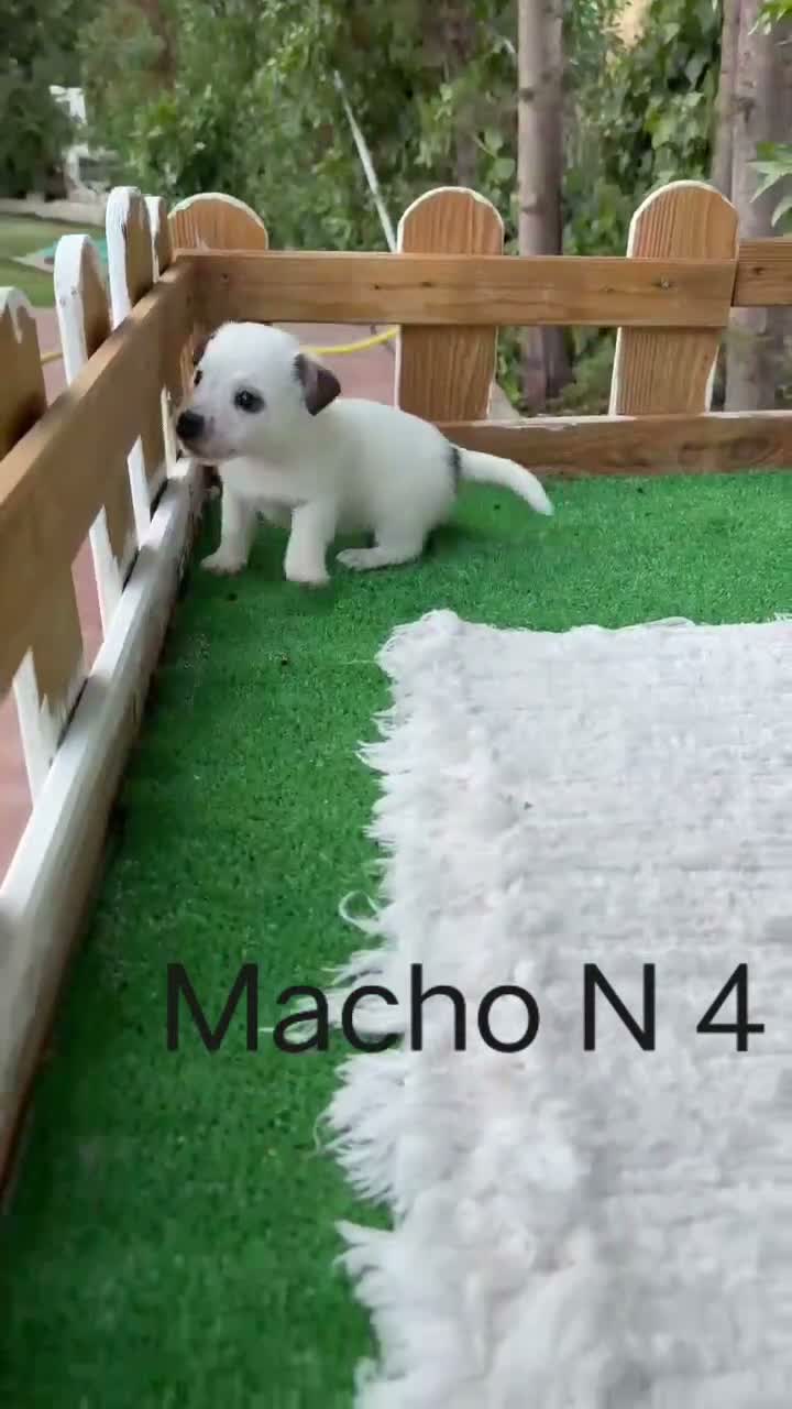 Jack Russell Terrier perros en venta: Jack Russell preciosos cachorros disponibles  - Video 2