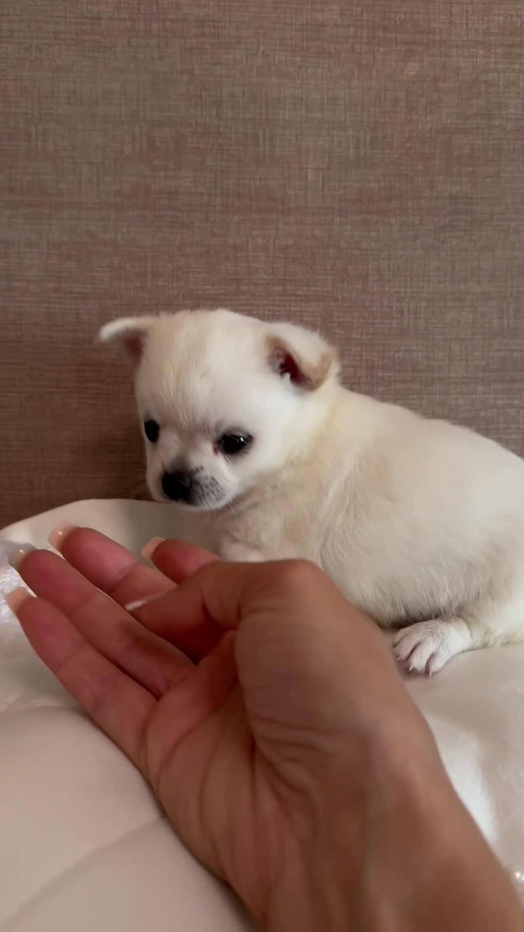 Pomchi perros en venta: Pomchi espectaculares y unicos - Video 1