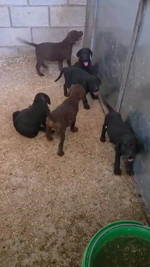 Labrador Retriever perros en venta: Labradores - Video 1