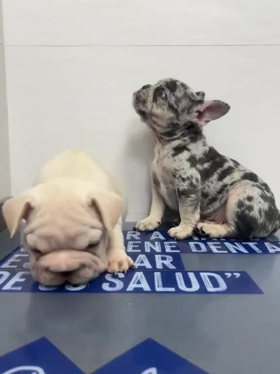 Bulldog Francés perros en venta: Precioso Bebé Bulldog Francés Merle - Video 1