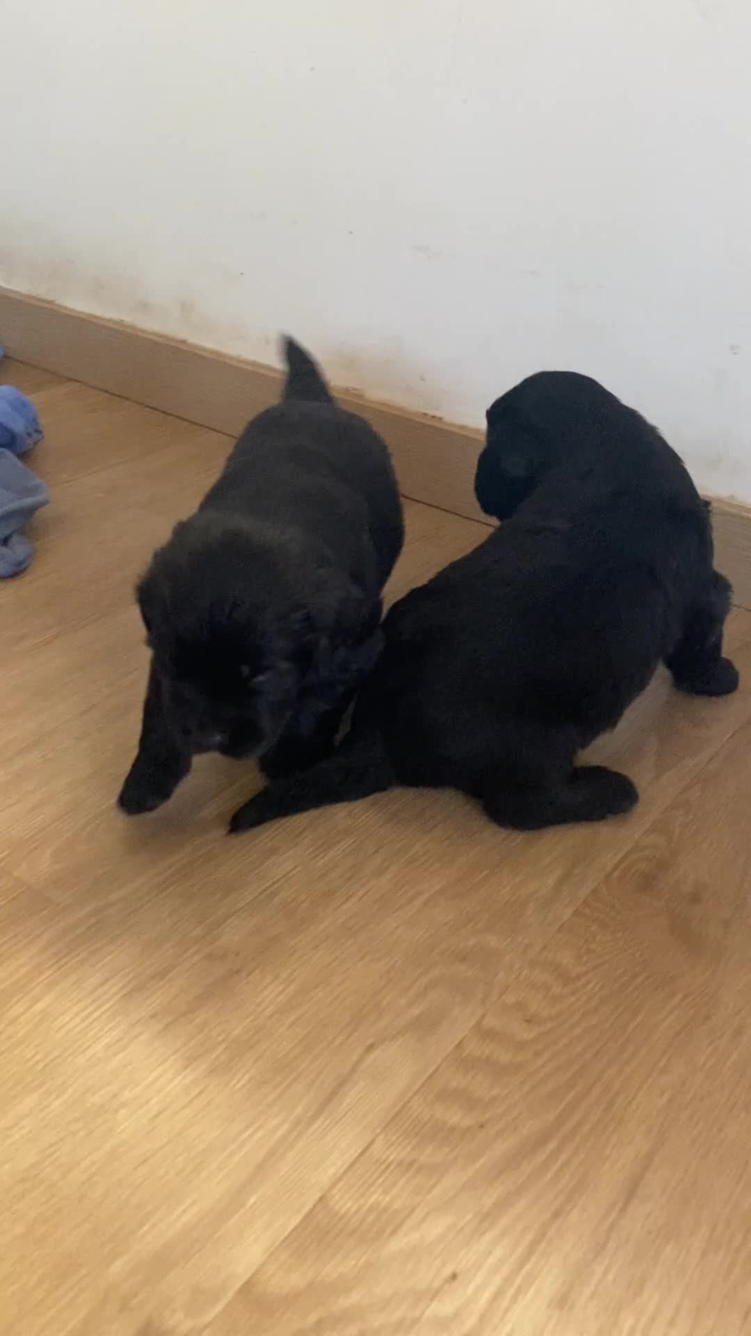 Terranova perros en venta: Terranova 641387649 - Video 1