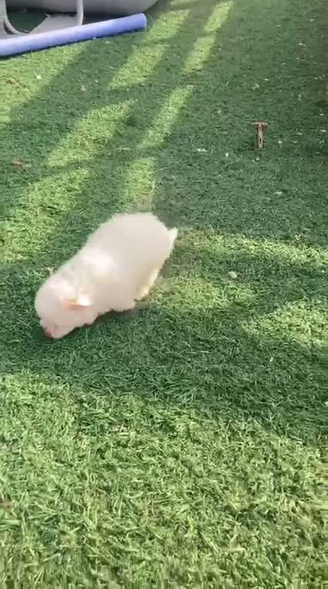 Bichón Maltés perros en venta: Bichon maltés americano - Video 1