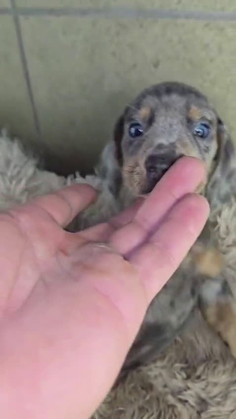 Teckel perros en venta: Venta de teckel kanichen y miniatura. - Video 2