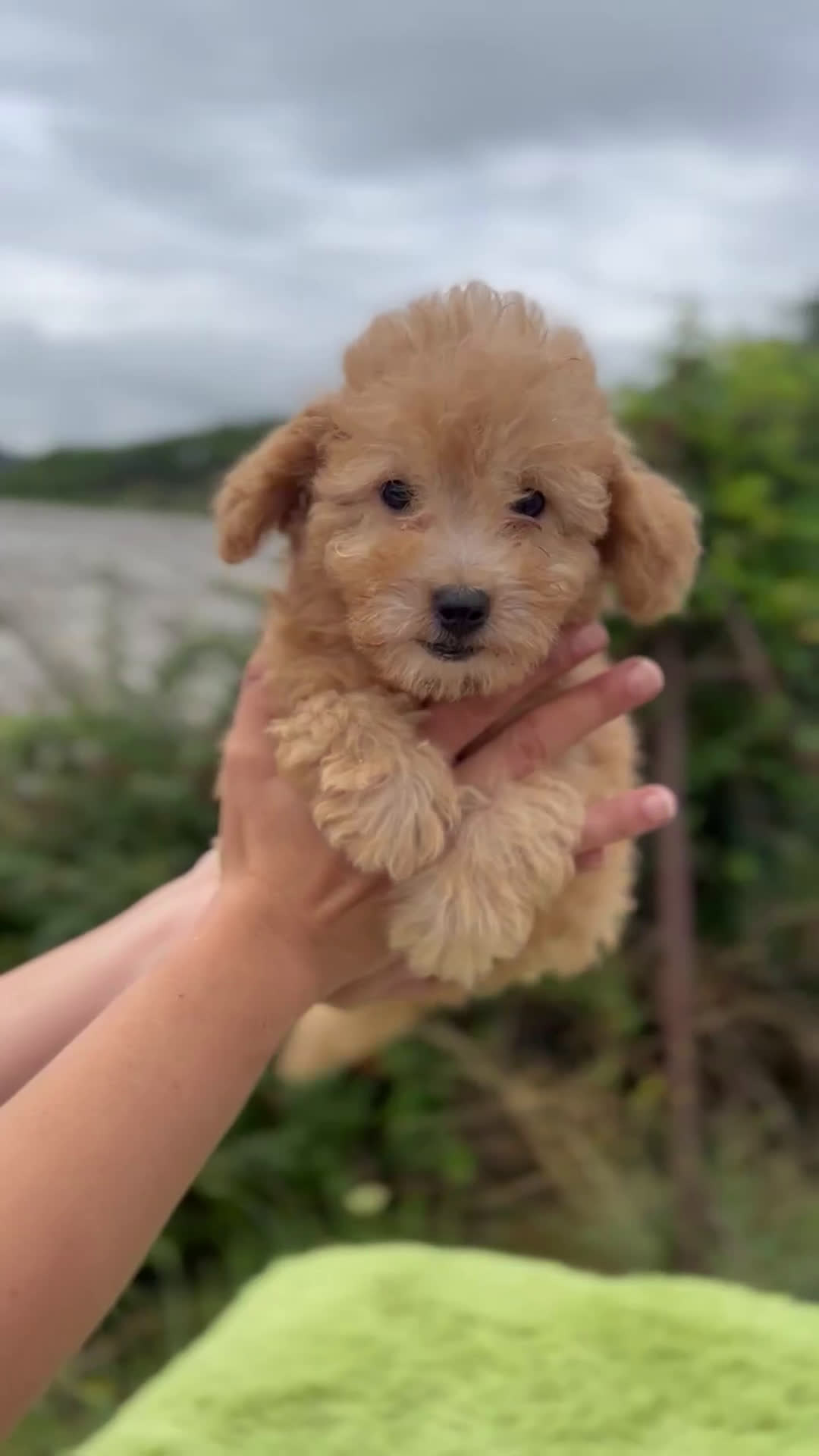 Caniche Toy perros en venta: Caniche toy apricot  - Video 1