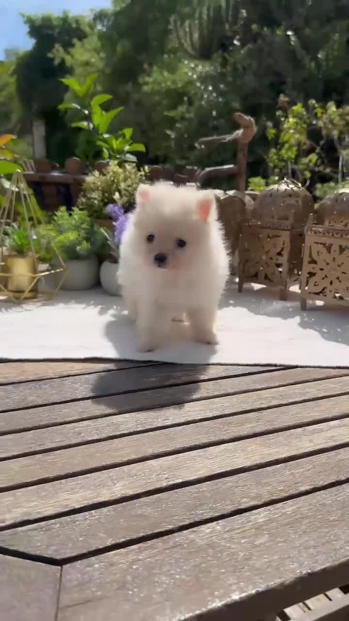Pomerania perros en venta: Pomerania línea americana super toy - Video 1