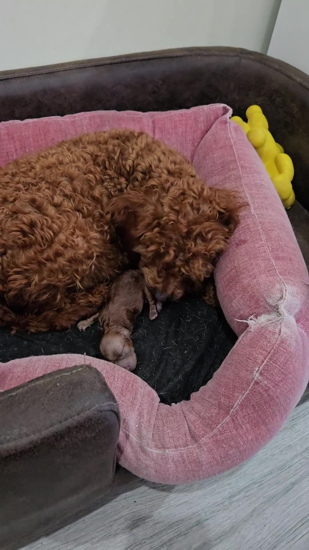 Caniche Toy perros en venta: Caniche toy - Video 2