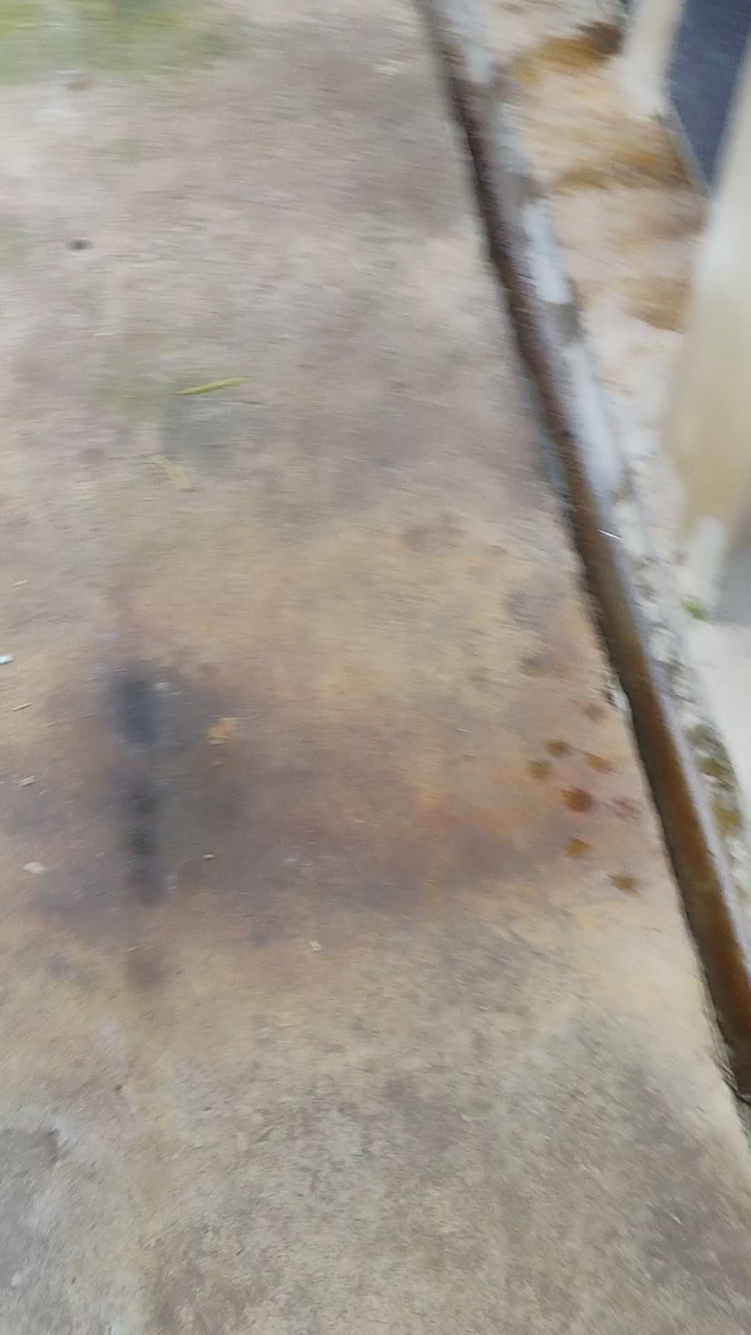 Teckel Miniatura perros en venta: Hembra teckel arlequín plata  - Video 1