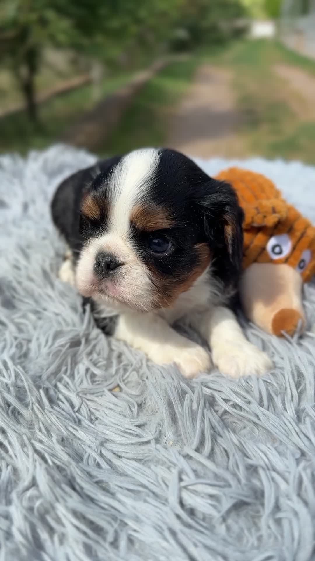 Cavalier King Charles Spaniel perros en venta: Cavalier tricolor  - Video 1