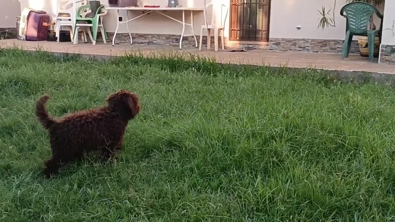 Perro de Agua Español perros en venta: CAMADA DE PERRO DE AGUA  - Video 1