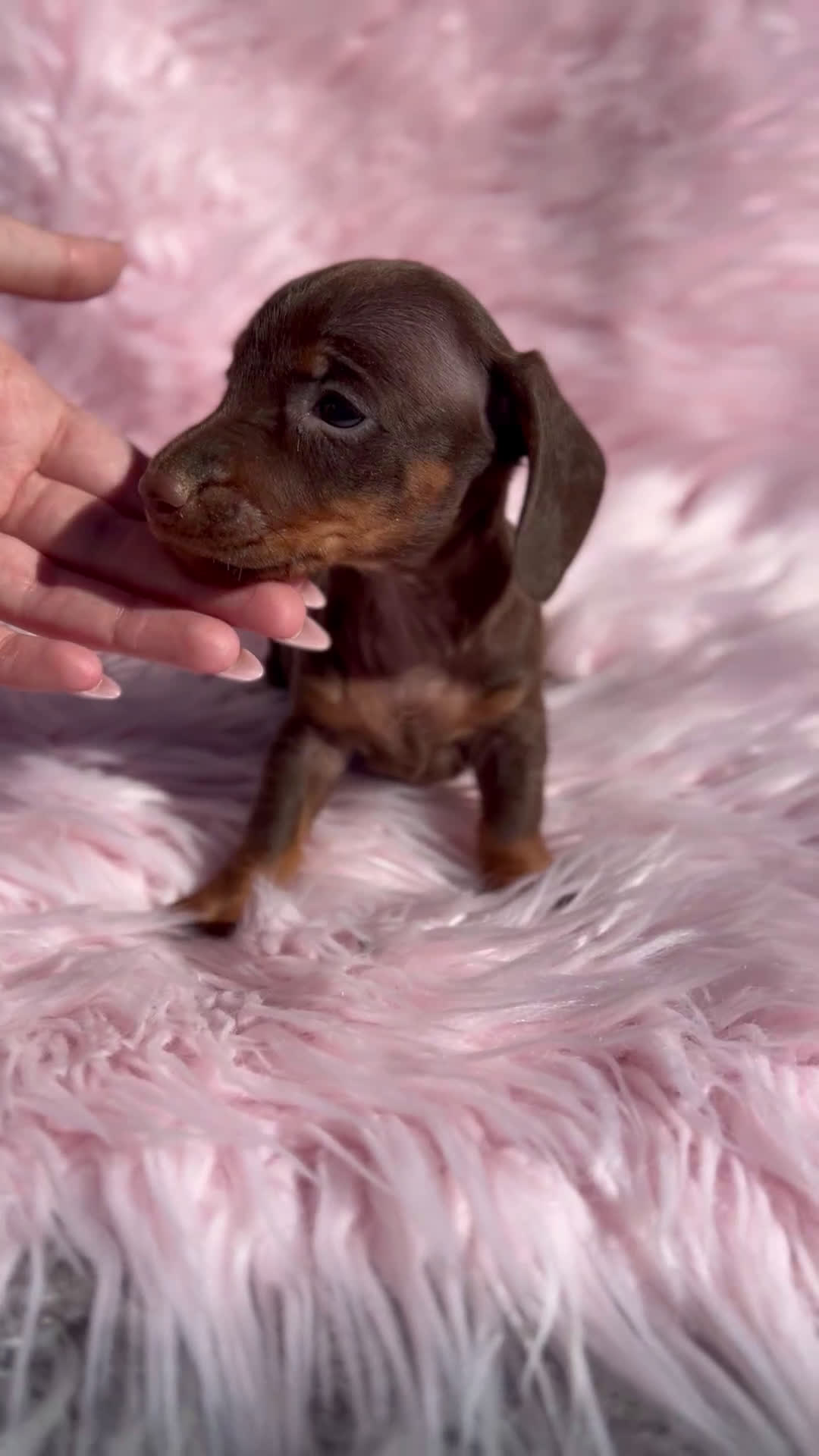 Teckel Miniatura perros en venta: Teckel Kaninchen Chocó - Video 1
