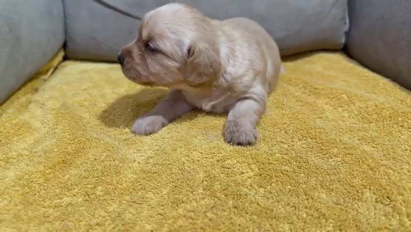 Labradoodle perros en venta: Hembras raza Labardoodle  - Video 3