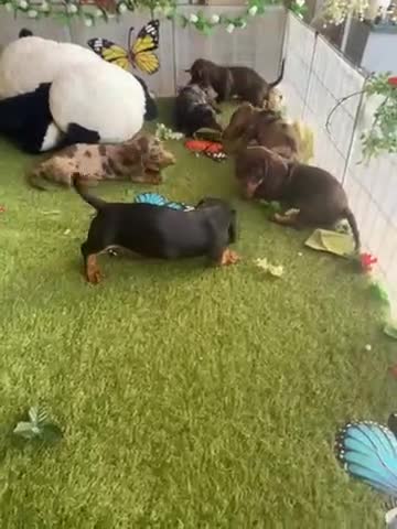 Teckel Miniatura perros en venta: Venta de cachorros - Video 1