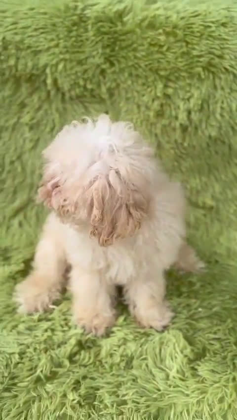 Caniche Mediano perros en venta: Caniche mediana crema  - Video 1
