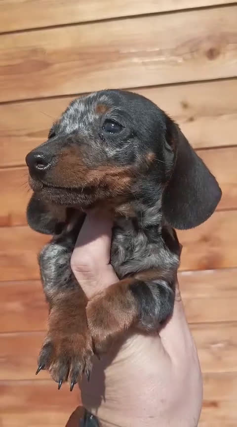 Teckel Miniatura perros en venta: TECKEL KANICHEN - Video 1