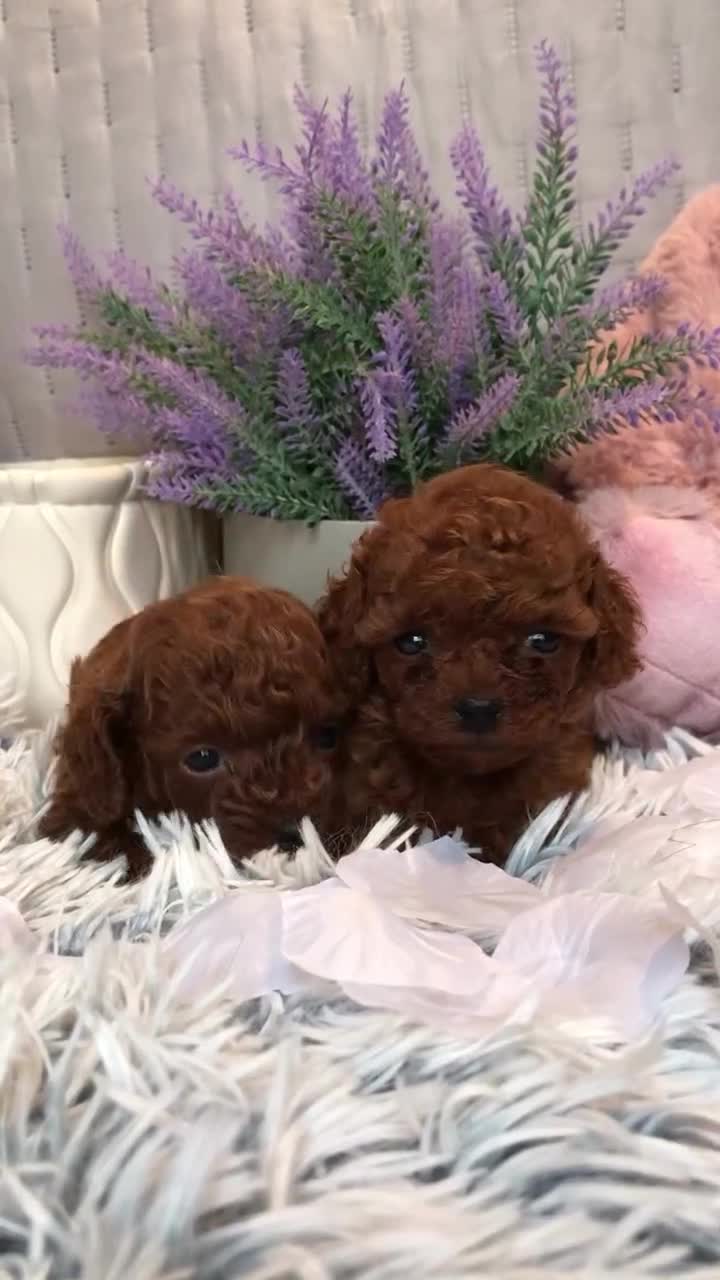 Caniche Toy perros en venta: ‼️‼️CANICHES ROJOS 50% ASIÁTICOS - Video 1