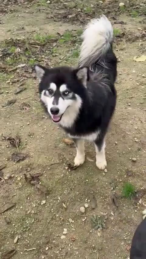 Pomsky perros en venta: POMSKY - Video 2