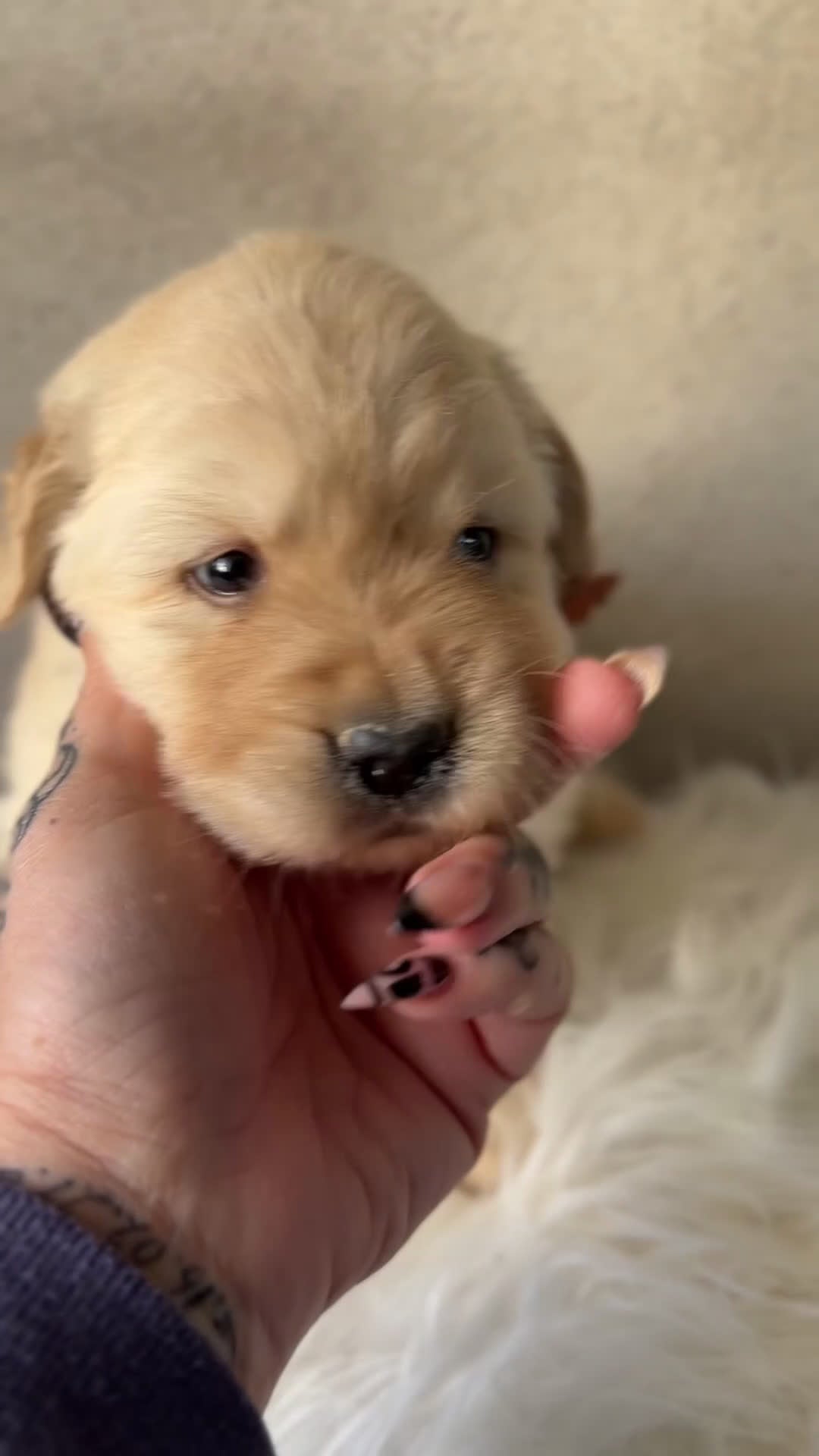 Labrador Retriever perros en venta: Labrador Fluffy  - Video 1