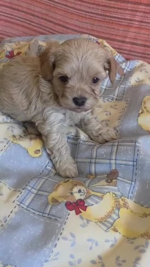 Maltipoo perros en venta: Maltipoo Toy - Video 1
