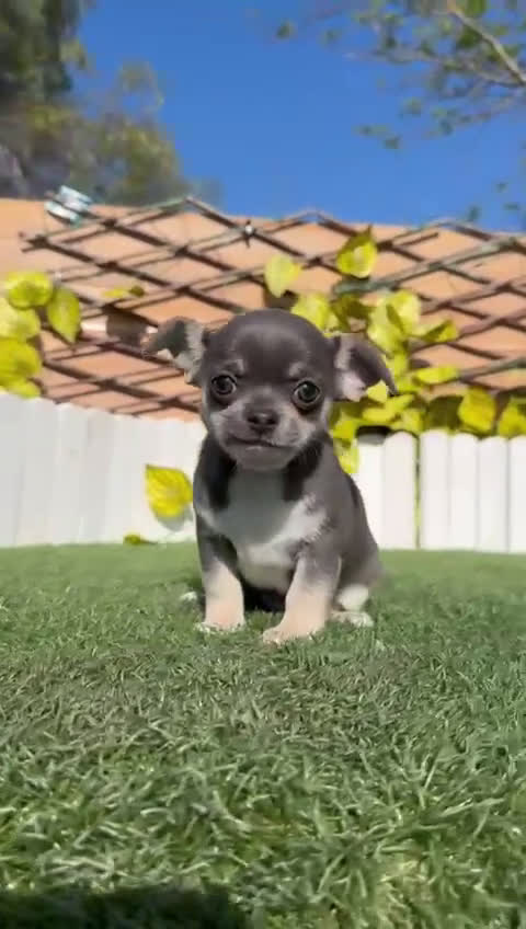 Chihuahua perros en venta: CHIHUAHUA BLUE - Video 1