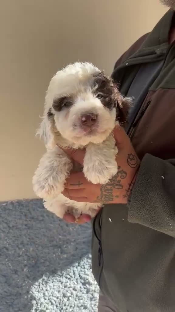 Perro de Agua Español perros en venta: PERRO DE AGUA  - Video 3