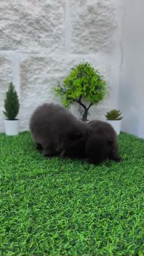 Pomerania perros en venta: Pomerania toy blue  - Video 1