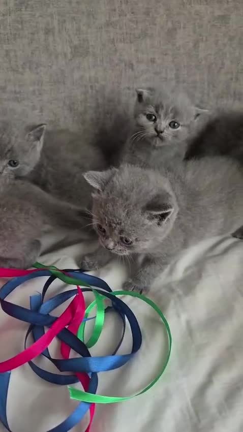 Británico de Pelo Corto gatos en venta: British blues chocolate y Golden bebes preciosos  - Video 1