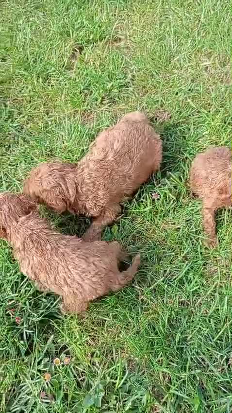 Caniche Toy perros en venta: Caniche toy  - Video 4