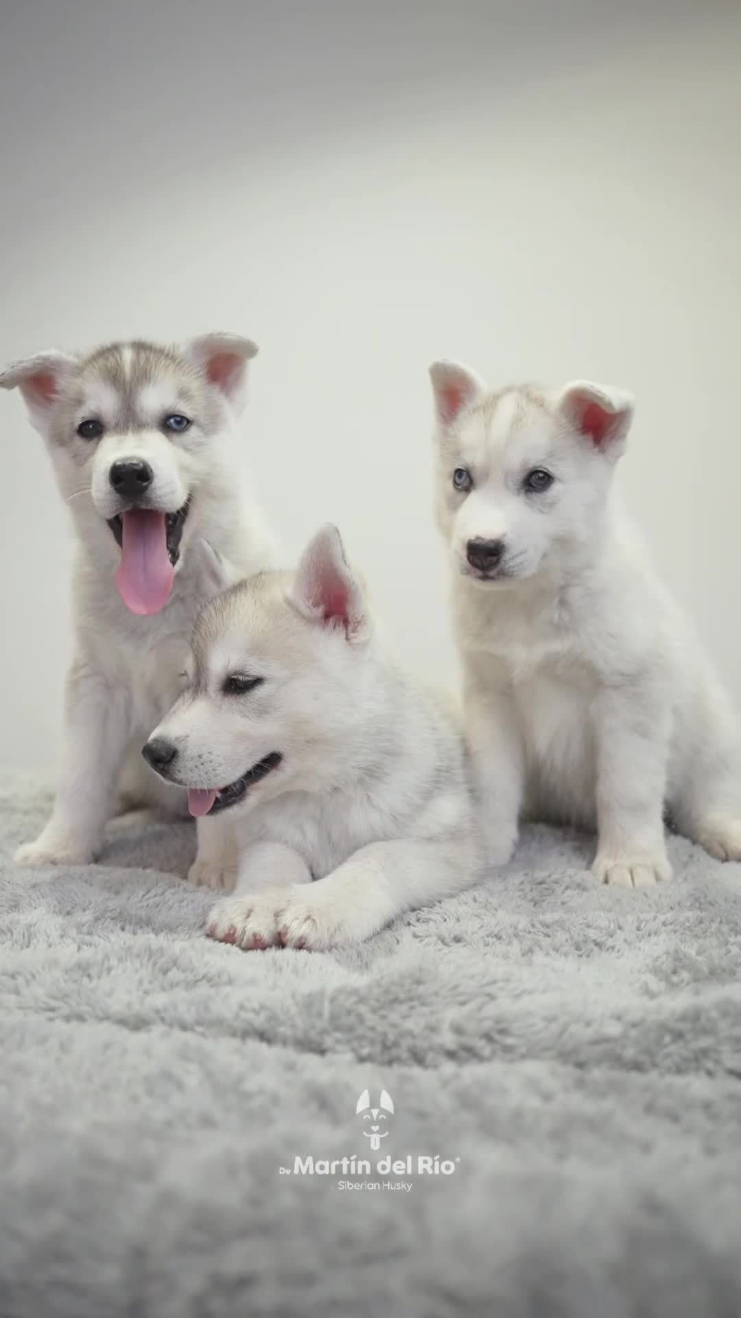 Husky Siberiano perros en venta: RESERVA CACHORROS - Siberian Husky en Valladolid - Video 1