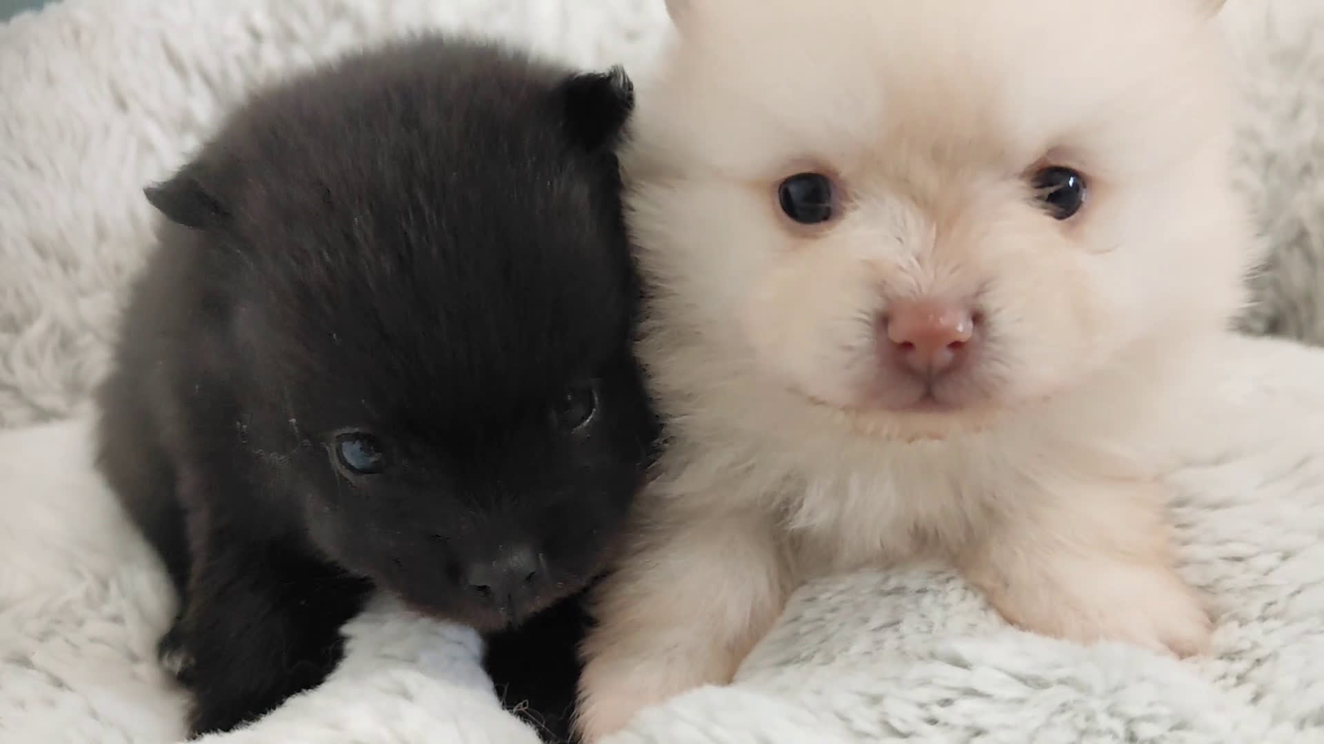 Pomerania perros en venta: Pomerania  - Video 1