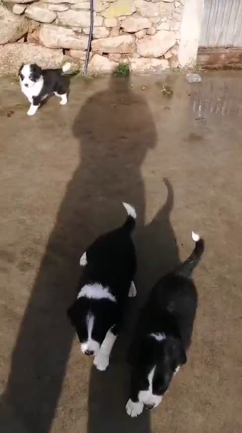 Border Collie perros en venta: border collie - Video 1