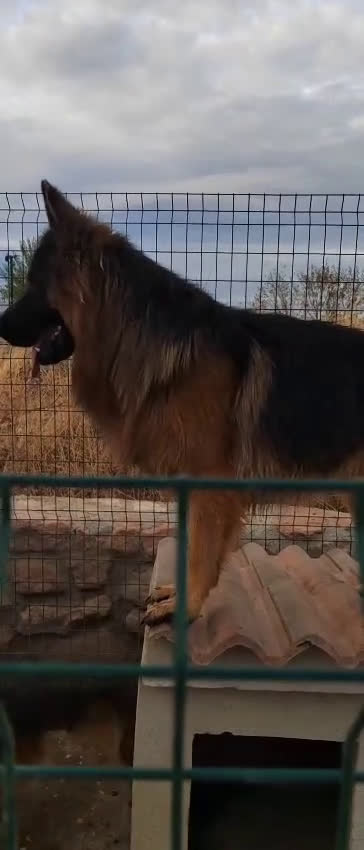 Pastor Alemán perros en venta: Nueva Camada de Pastor manto Negro - Video 1