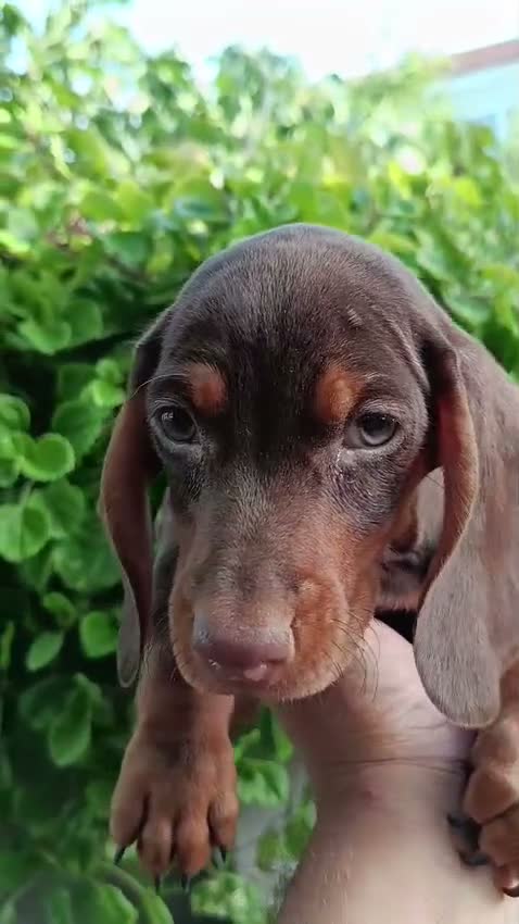 Teckel Miniatura perros en venta: Teckel miniatura  - Video 1