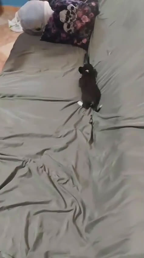 Chihuahua perros en venta: Última hembra de chorkie  - Video 2