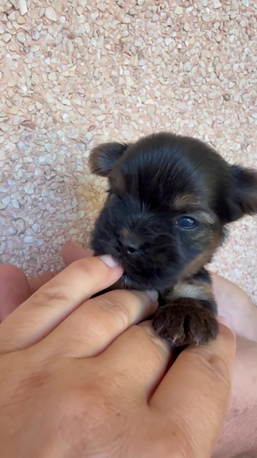 Yorkshire Terrier perros en venta: maravilloso Yorkshire Terrier  - Video 1