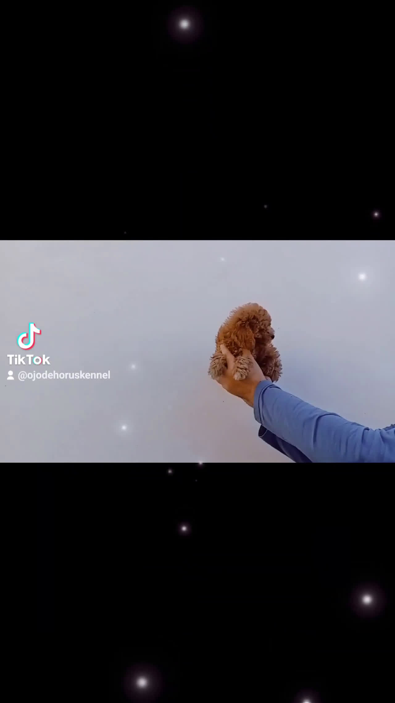 Caniche Toy perros en venta: ‼️‼️CANICHE HEMBRA TOY ROJA 50% ASIÁTICA  - Video 1