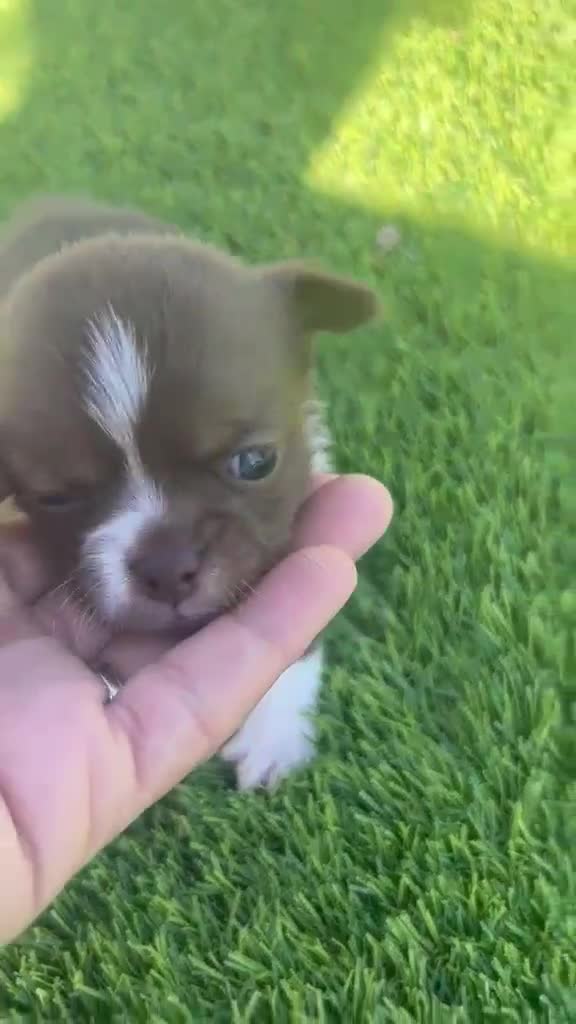 Chihuahua perros en venta: Chihuahua Toy chocolate macho  - Video 1