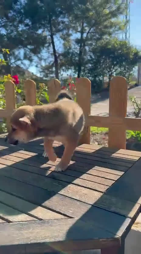 Shiba Inu perros en venta: Shiba Inu rojos preciosos parecen lobitos  - Video 1