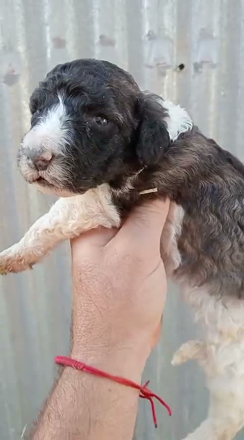 Perro de Agua Español perros en venta: Perros de agua  - Video 3