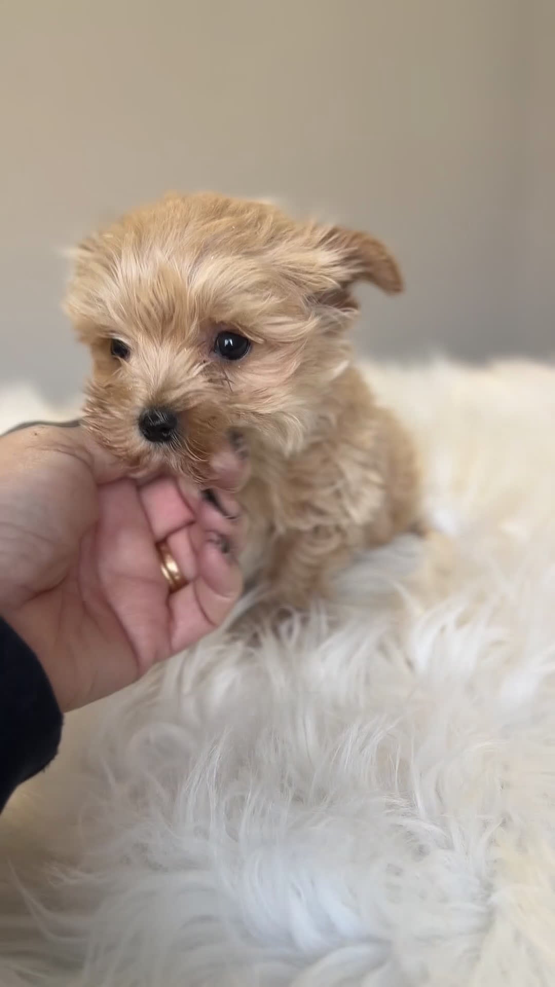 Maltipoo perros en venta: Maltipoo Microtoy  - Video 1