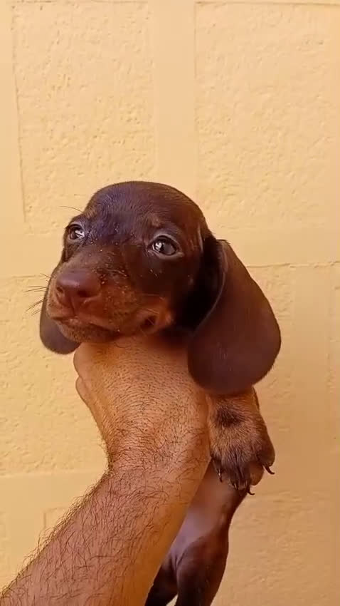 Teckel Miniatura perros en venta: Teckel kaninchen  - Video 2