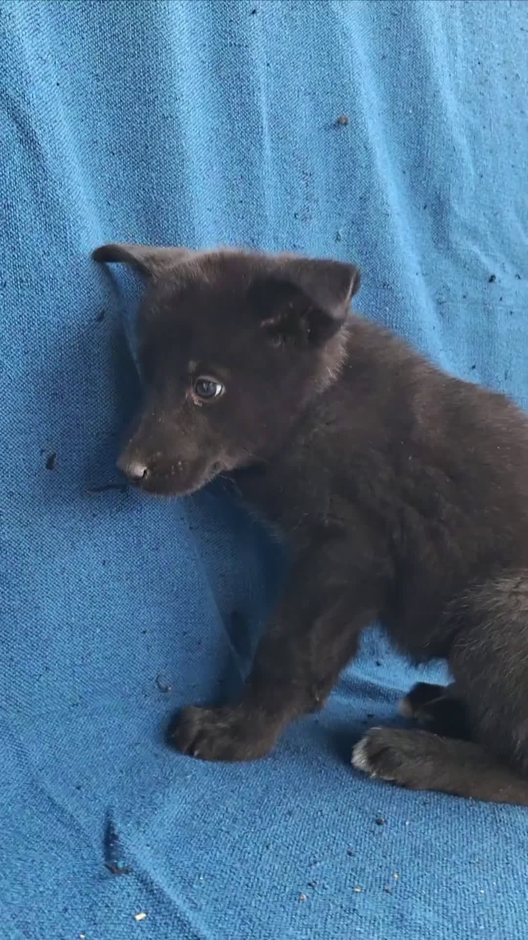 Otras razas perros en venta: PERRO LOBO AMERICANO  - Video 1