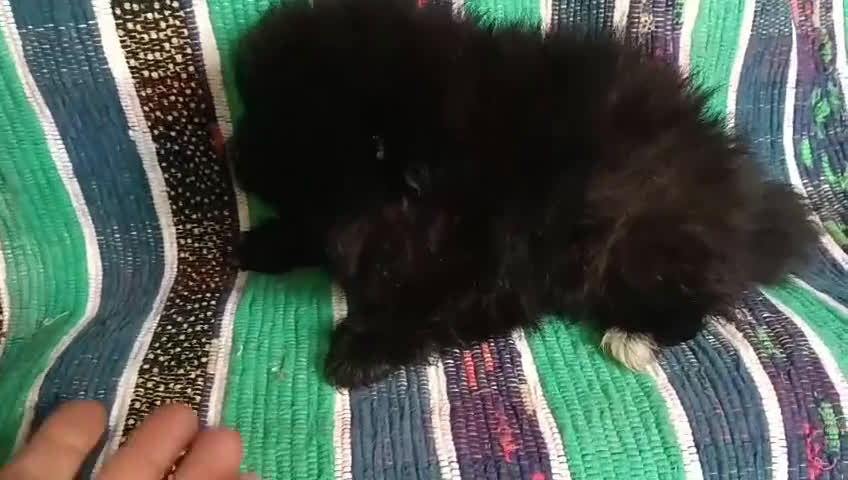 Pomerania perros en venta: PRECIOSA HEMBRITA POMERANIA  - Video 1