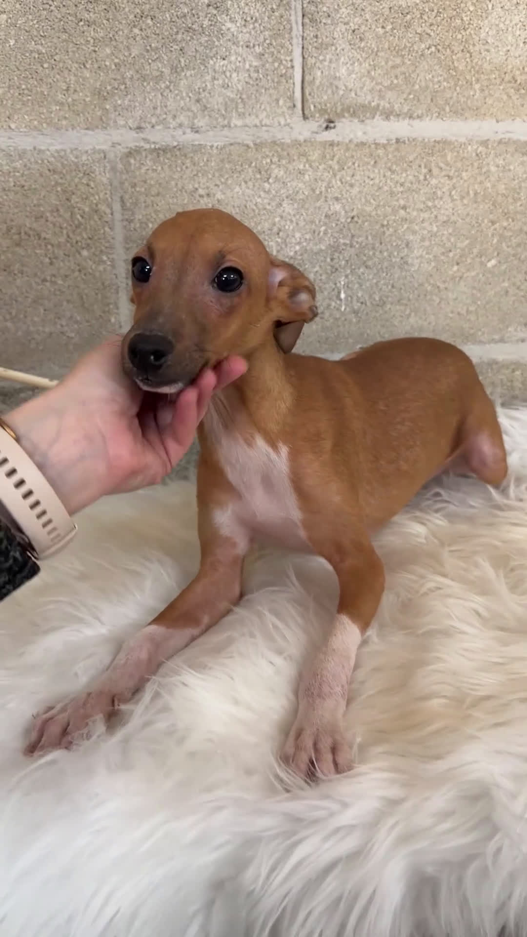 Pequeño Lebrel Italiano perros en venta: Piccolo rojo  - Video 1