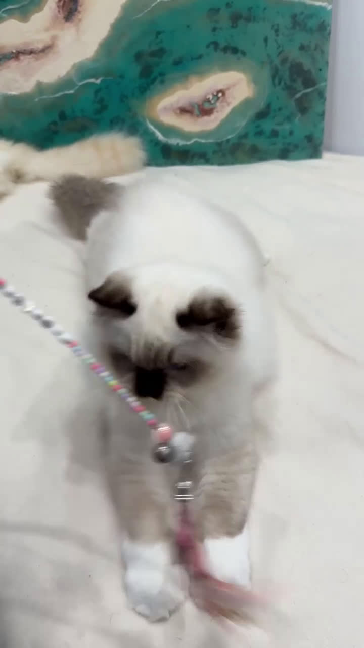 Ragdoll gatos en venta: Gatito Ragdoll Seal Mitted - Video 1