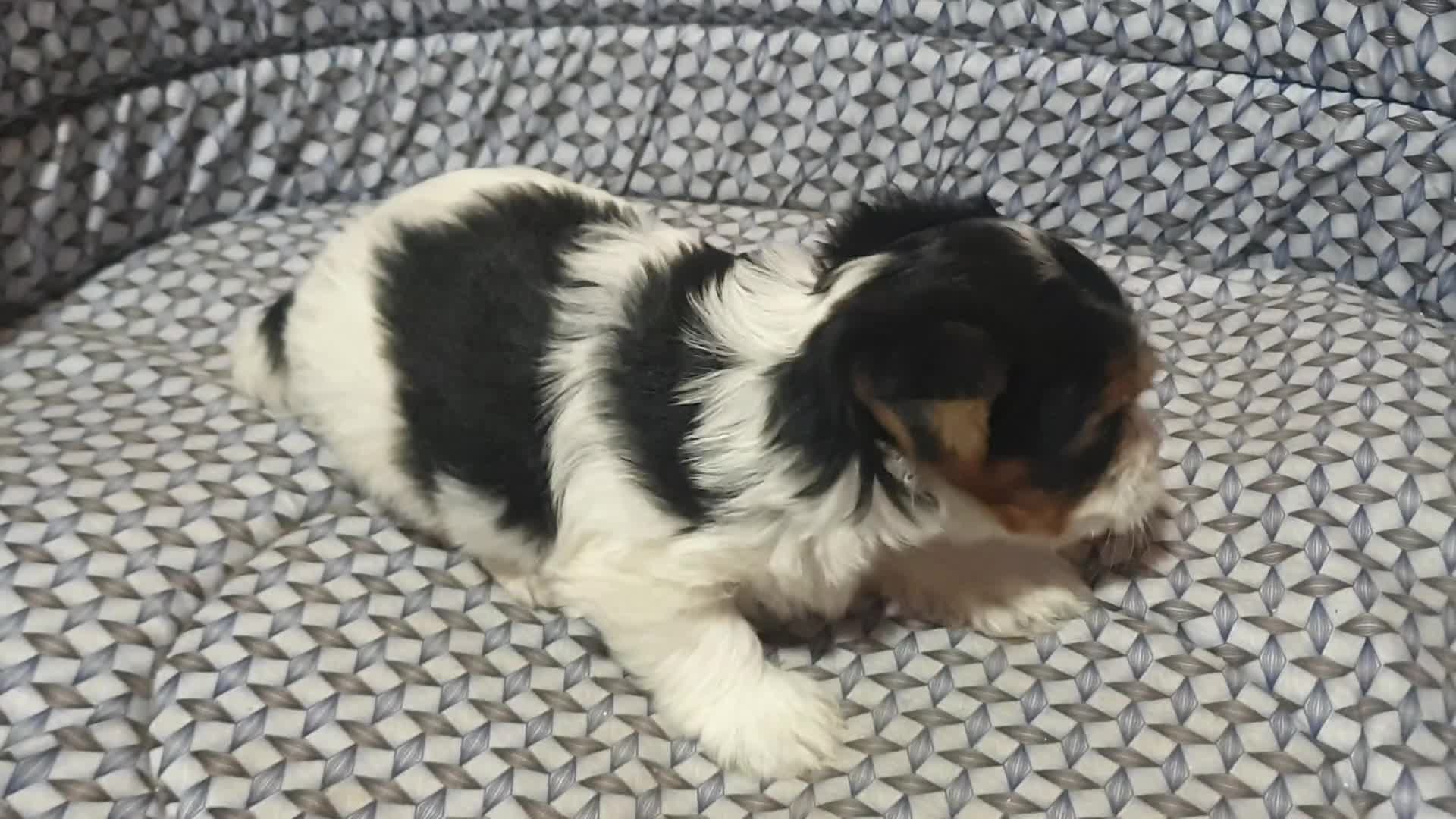 Biewer Yorkshire Terrier a la Pom Pon perros en venta: Biewer cachorros con pedigree excelente - Video 3
