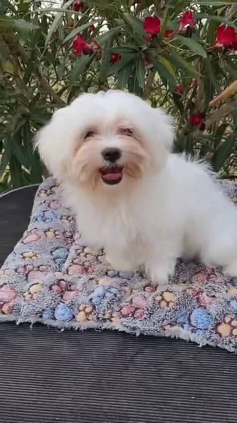 Bichón Maltés perros en venta: Bichon maltés americano  - Video 1